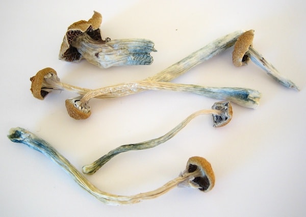 Dried Shrooms