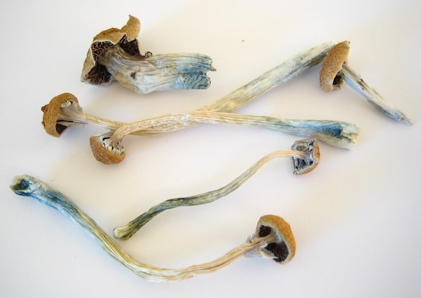 Where can I buy quality mushrooms in Dallas, TX?